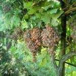 9764_Scenic - grapes