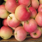 9852-apple-fuji-gala-1