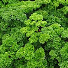 Healthiest Foods to Vitalize Your Living – Parsley